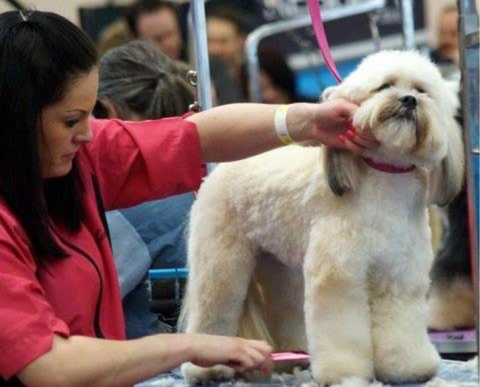 Dog Grooming Pic